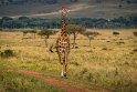 021 Masai Mara, giraf